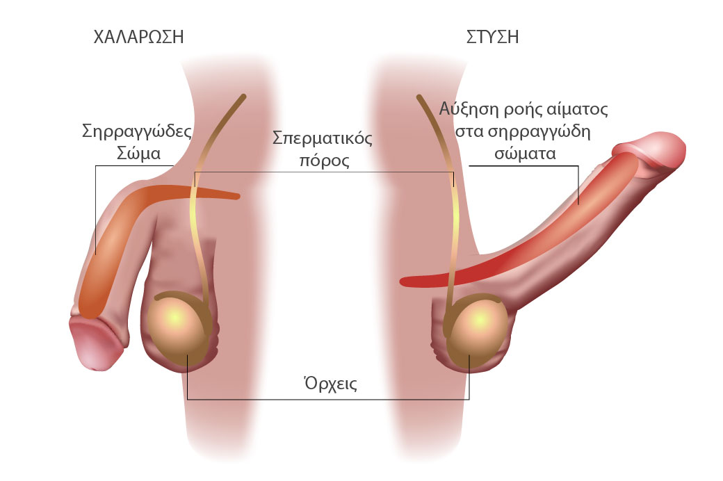 Μηχανισμός στυτικής δυσλειτουργίας.