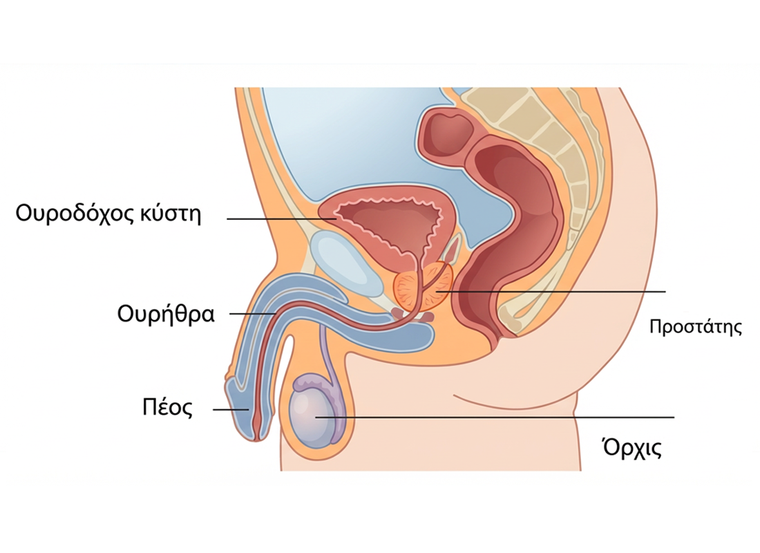 Ηλικιωμένο ζευγάρι χωρίς πρόβλημα στυτικής δυσλειτουργίας.